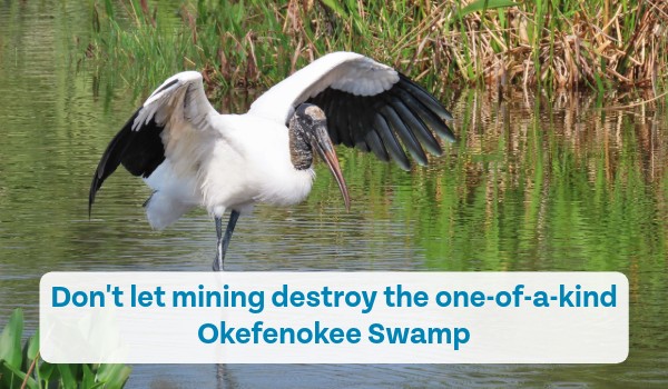 Don't let mining destroy the one-of-a-kind Okefenokee Swamp