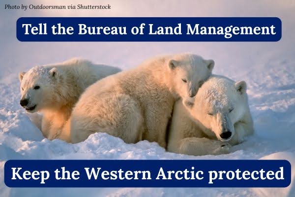 Tell the Bureau of Land Management to keep the Western Arctic protected