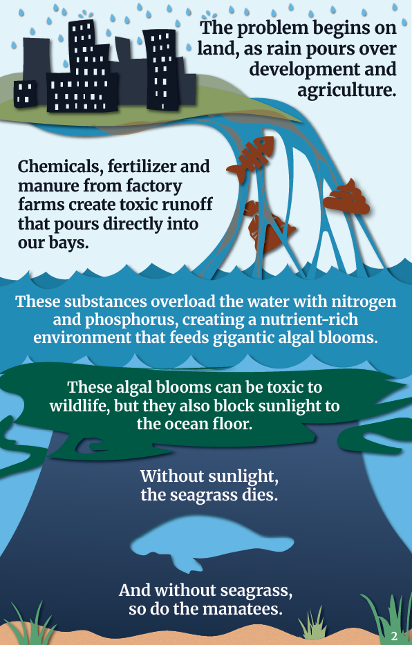 The problem begins on land, as rain pours over development and agriculture. Chemicals, fertilizer and manure from factory farms create toxic runoff that pours directly into our bays. These substances overload the water with nitrogen and phosphorus, creating a nutrient-rich environment that feeds gigantic algal blooms. These algal blooms can be toxic to wildlife, but they also block sunlight to the ocean floor. Without sunlight, the seagrass dies. And without seagrass, so do the manatees.