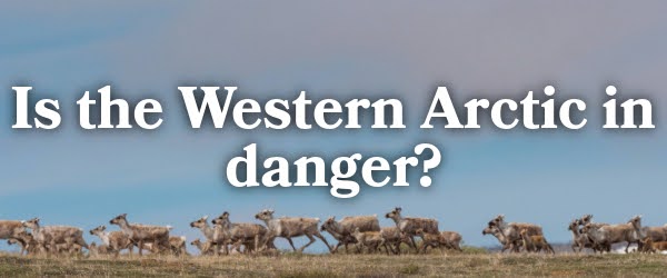 Is the Western Arctic in danger