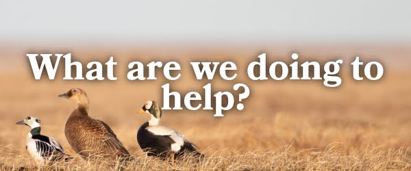 What are we doing to help?