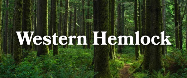 Western Hemlock