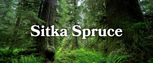 Sitka Spruce