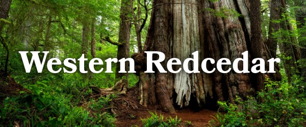 Western Redcedar