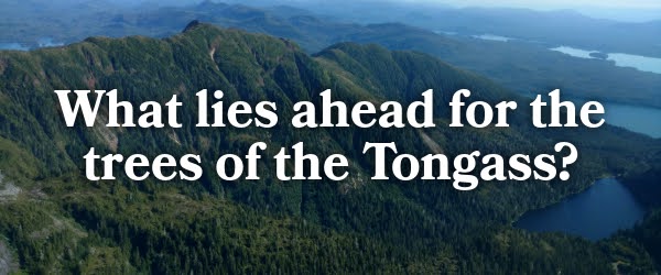 What lies ahead for the trees of the Tongass
