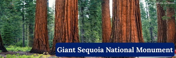 Giant Sequoia National Monument