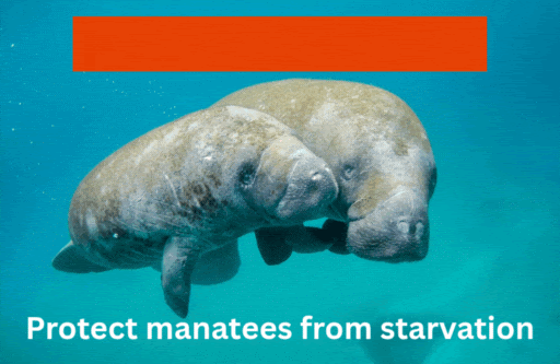 Send message: Protect manatees from starvation