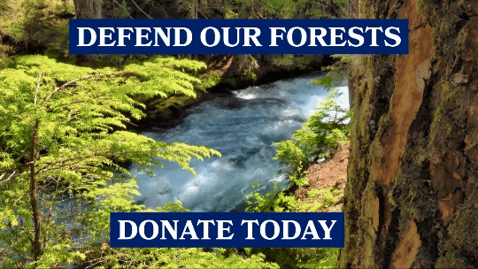 Defend our forests. Donate Today.