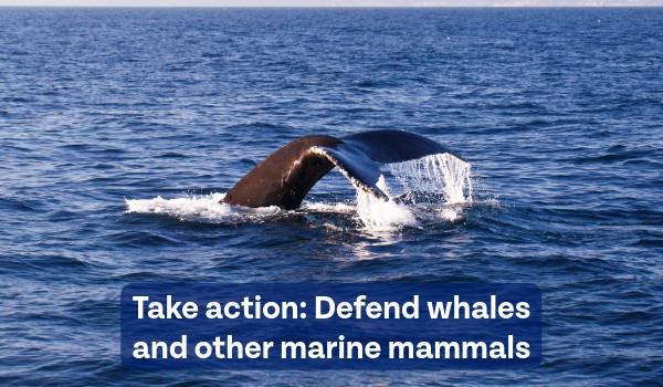 Take action: Defend whales and other marine mammals