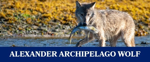 Alexander Archipelago Wolf