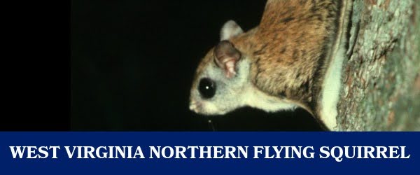 West Virginia Northern Flying Squirrel
