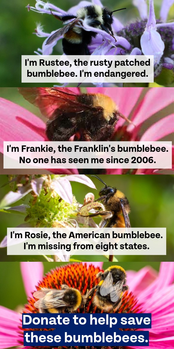 I'm Rustee, the rusty patched bumblebee. I'm endangered. I'm Frankie, the Franklin's bumblebee. No one has seen be since 2006. I'm Rosie, the American bumblebee. I'm missing from eight states. Donate to help save these bumblebees.