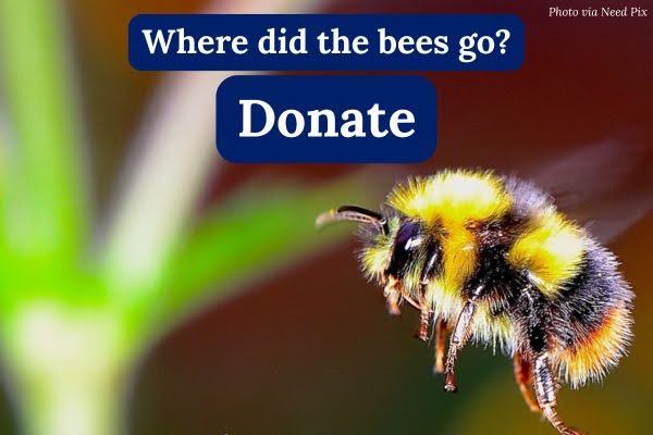 Where did the bees go? Donate
