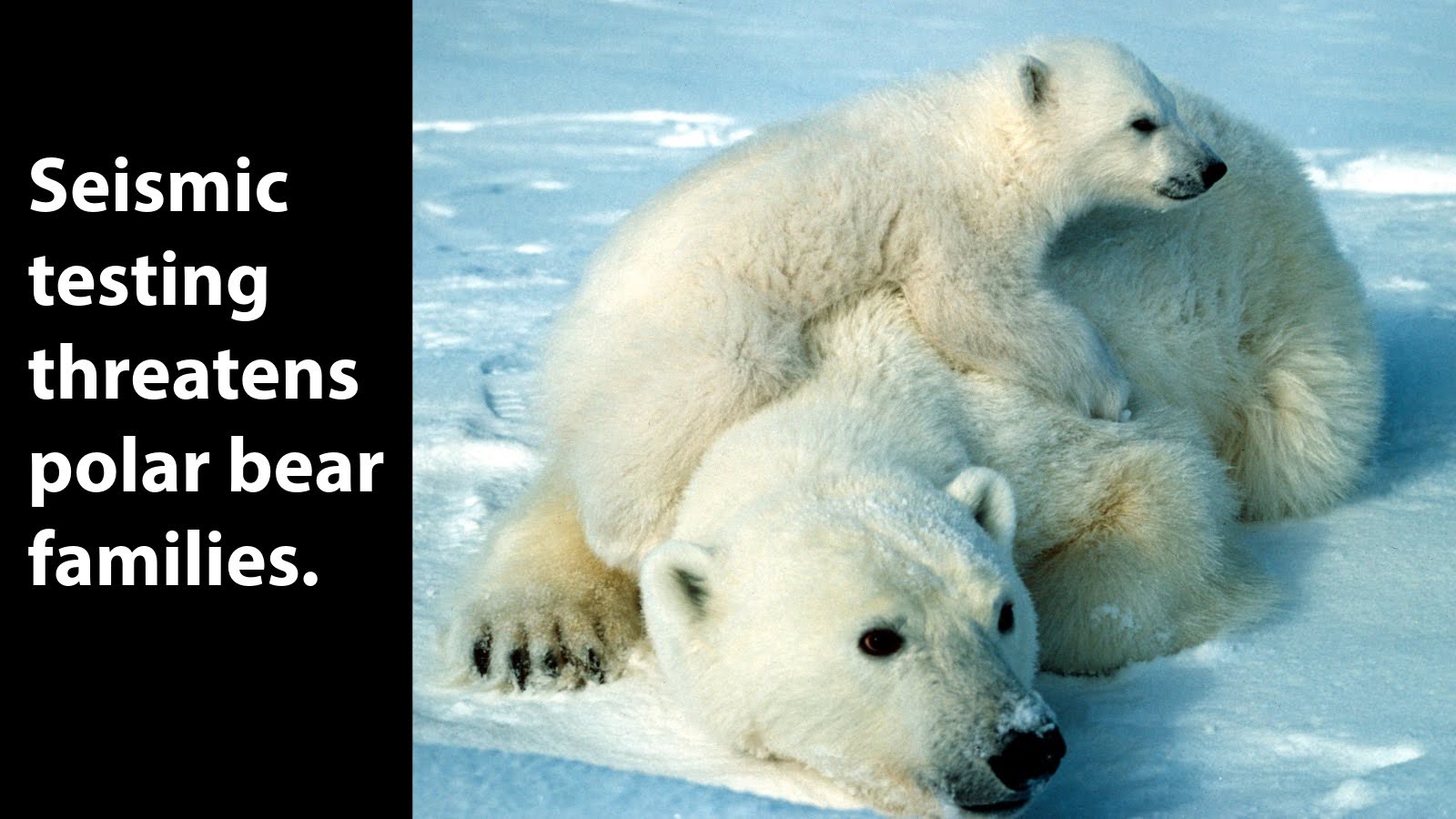 Seismic testing threatens polar bear families.