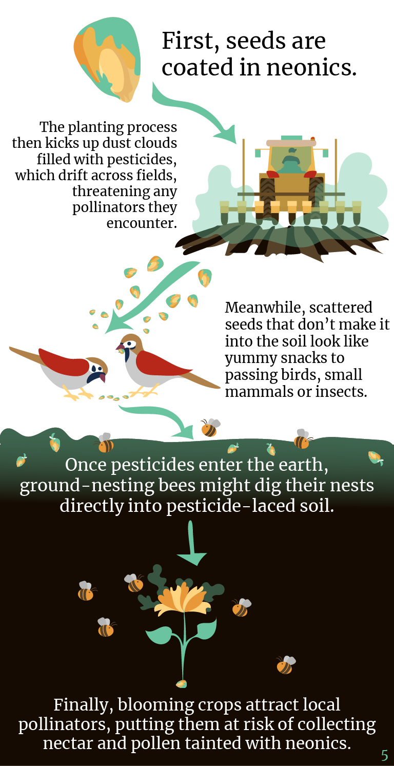 First, seeds are coated in neonics. The planting process then kicks up dust clouds filled with pesticides, which drift across fields, threatening any pollinators they encounter. Meanwhile, scattered seeds that don't make it into the soil look like yummy snacks to passing birds, small mammals or insects. Once pesticides enter the earth, ground-nesting bees might dig their nests directly into pesticide-laced soil. Finally, blooming crops attract local pollinators, putting them as risk of collecting nectar and pollen tainted with neonics.5