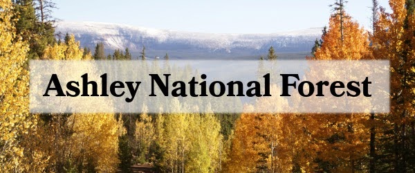 Ashley National Forest
