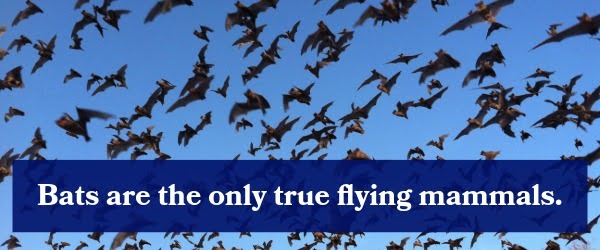 Bats are the only true flying mammals.