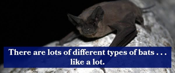 There are lots of different types of bats...like a lot