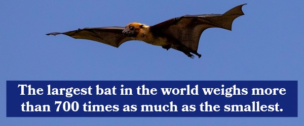 The largest bat in the world weights more than 700 times as much as the smallest