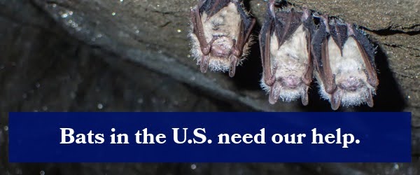 Bats in the U.S. need our help