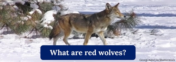 What are red wolves?