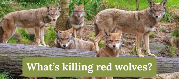 What's killing red wolves?