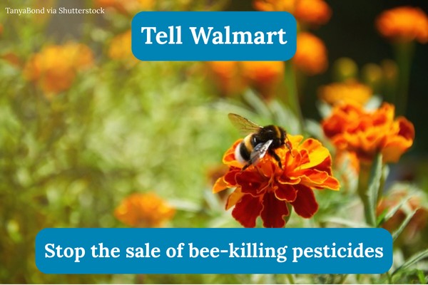 Tell Walmart: Stop the sale of bee-killing pesticides