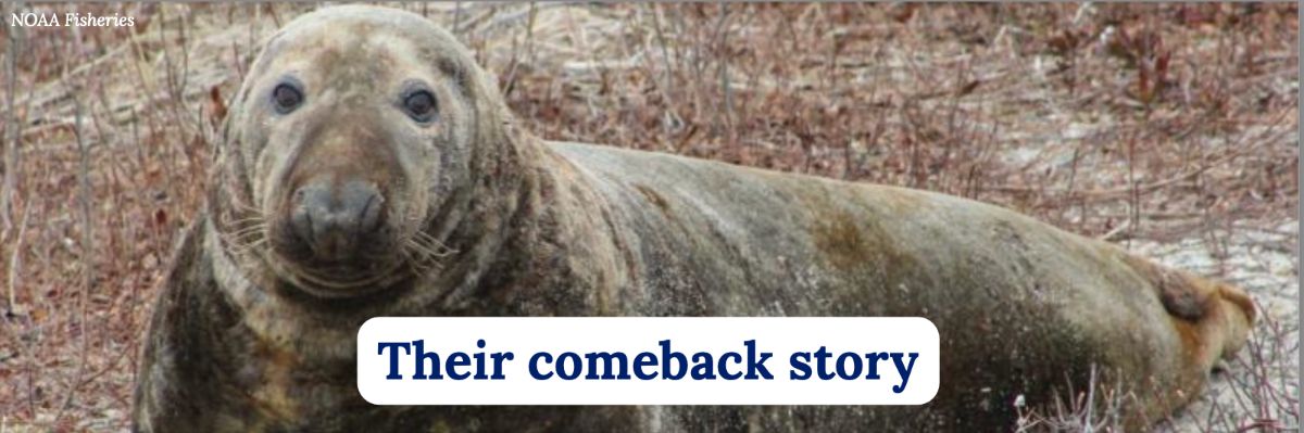 Their comeback story