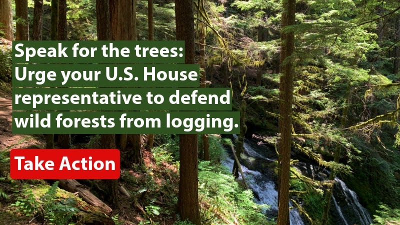 Speak for the trees: Urge your U.S. House representative to defend wild forests from logging. Take Action