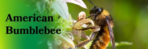 American Bumblebee