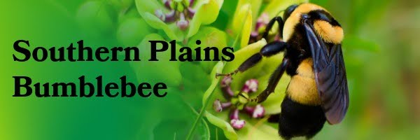 Southern Plains Bumblebee