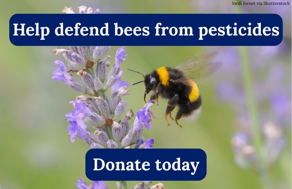 Help defend bees from pesticides. Donate Today