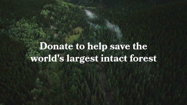 Donate to help save the world's largest intact forest