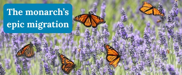 The monarch's epic migration