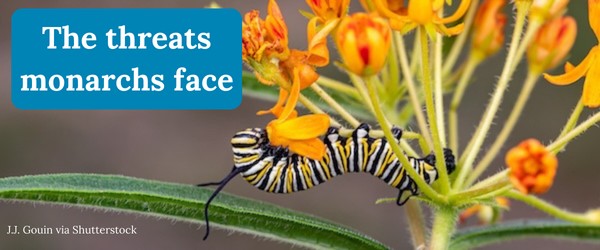 The threats monarchs face