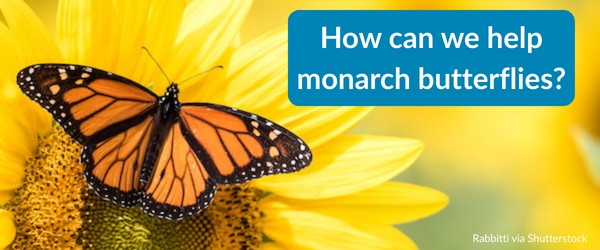 How can we help monarch butterflies