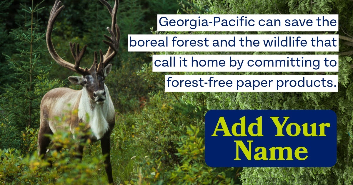 Georgia-Pacific can save the boreal forest and the wildlife that call it home by committing to forest-free paper products. Add your name