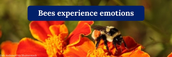 Bees experience emotions