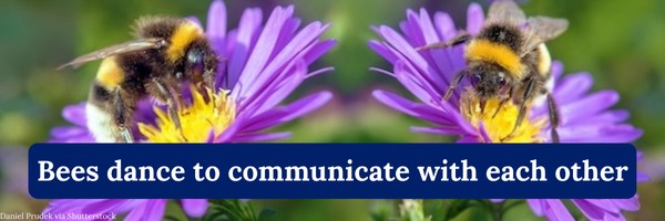 Bees dance to communicate with each other