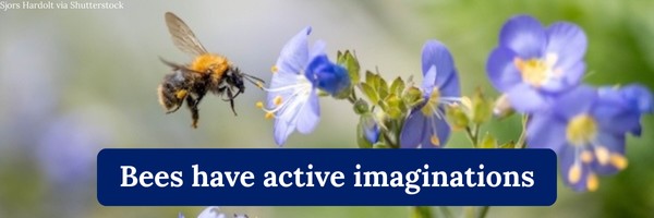 Bees have active imaginations