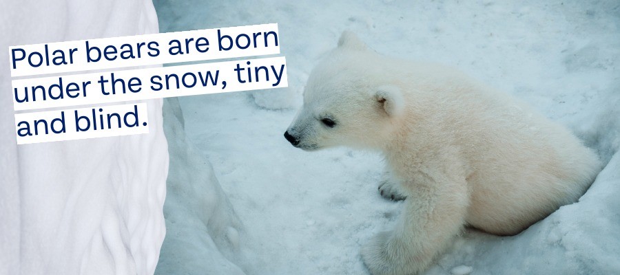 Polar bears are born under the snow, tiny, and blind
