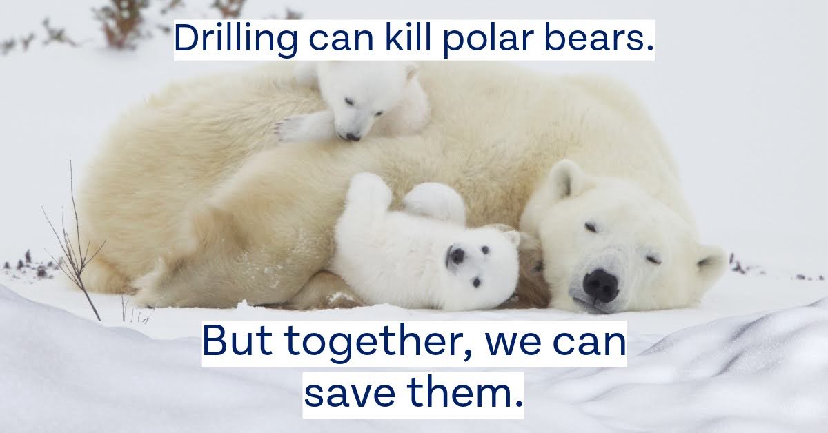 Drilling can kill polar bears. But together, we can save them.