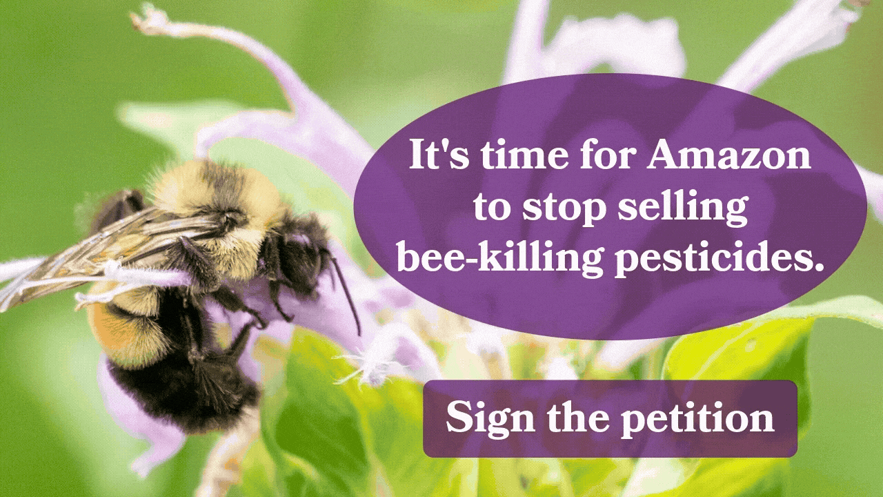 When a single flower can end a bee colony, something is wrong. It's time for Amazon to stop selling bee-killing pesticides. Sign the petition