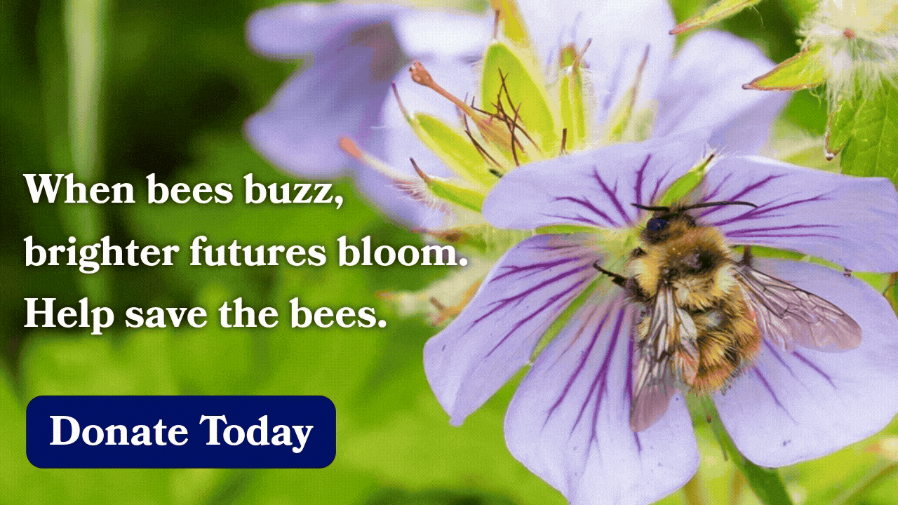 When bees buzz, brighter futures bloom. Help save the bees. Donate Today
