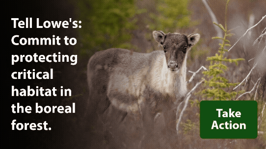 Caribou need a place to grow up. Tell Lowe's to commit to protecting critical habitat in the boreal forest. Take Action