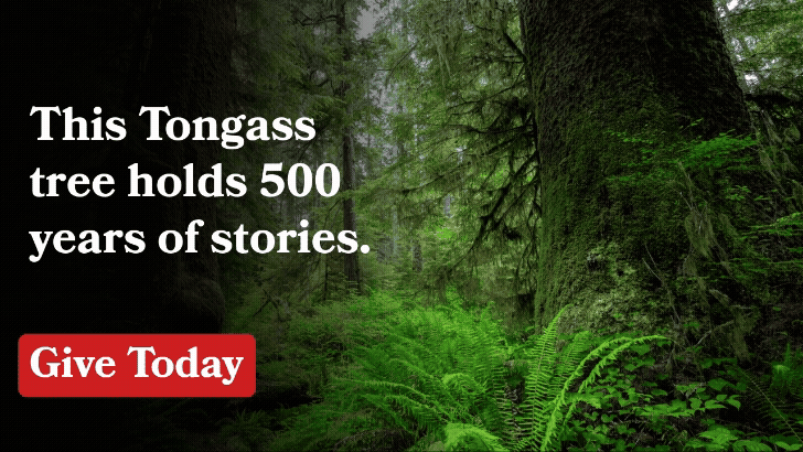 This Tongass tree holds 500 years of stories. Help ensure this next chapter is not its last. Give Today