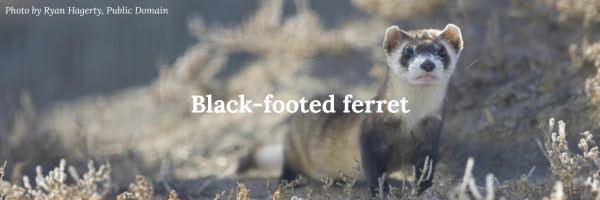 Black footed ferret