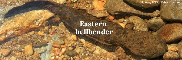 Eastern hellbender