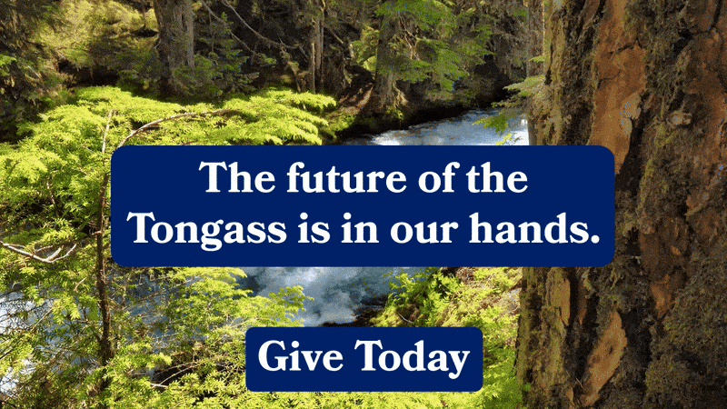 Tell your U.S. senators: our forests don't need fixing. Add your name