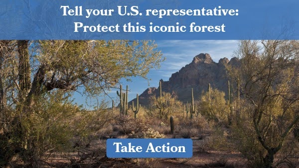 Tell your U.S. representative: Protect this iconic forest. Take Action.